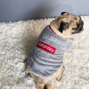Why Your Pet Needs a Sweater This Winter