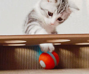Intelligent Tickle Cat Nibble Toy